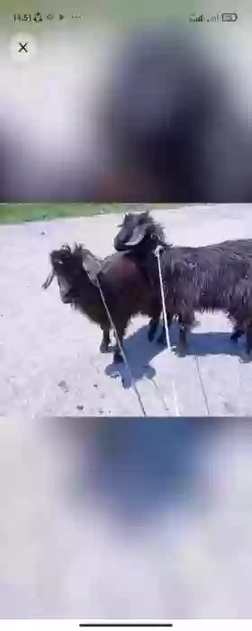 бузичахо 