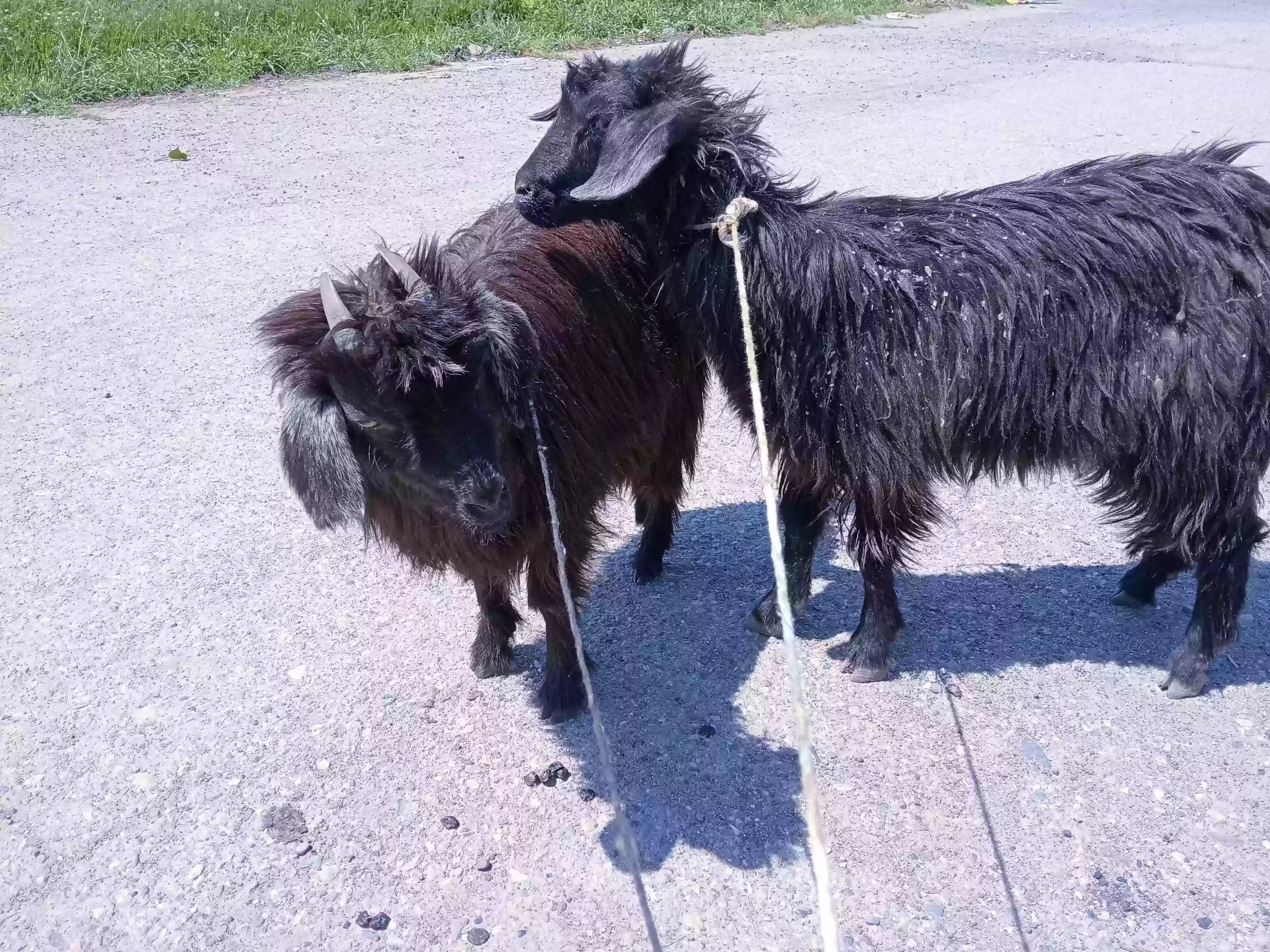 бузичахо 