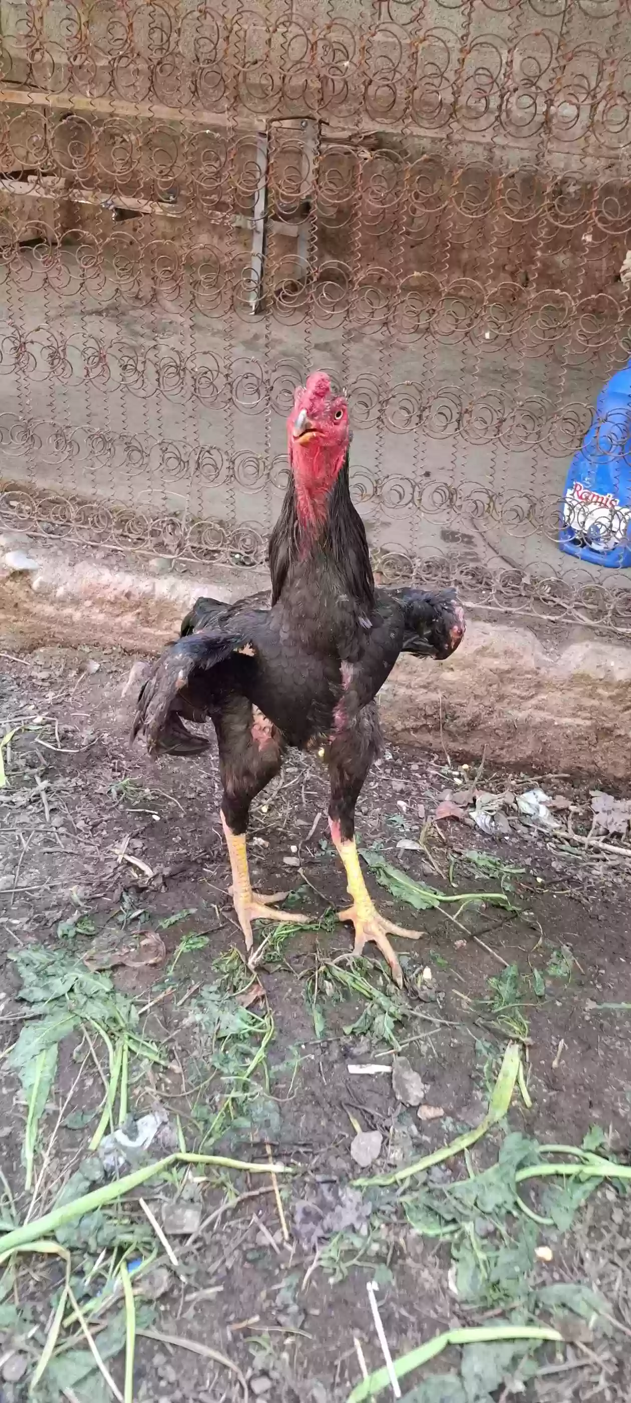 тухми дакан 