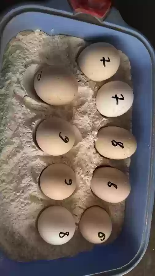 тухми дакан 