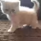 Персидские котята