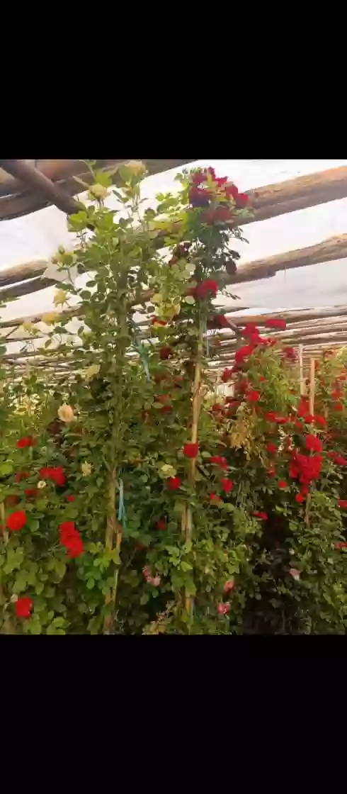 Садбарги Чайлоби
