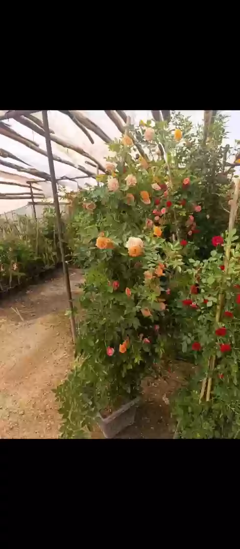 Садбарги Чайлоби