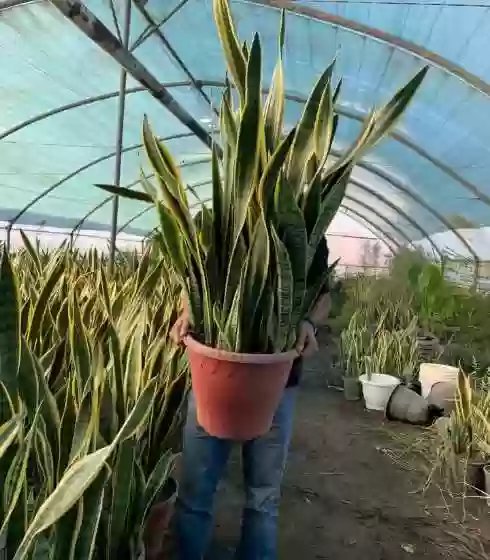 Гулхои Хонаги