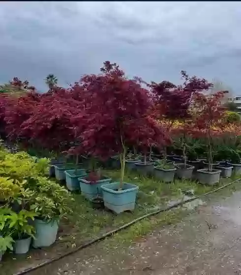 Красный Клëн