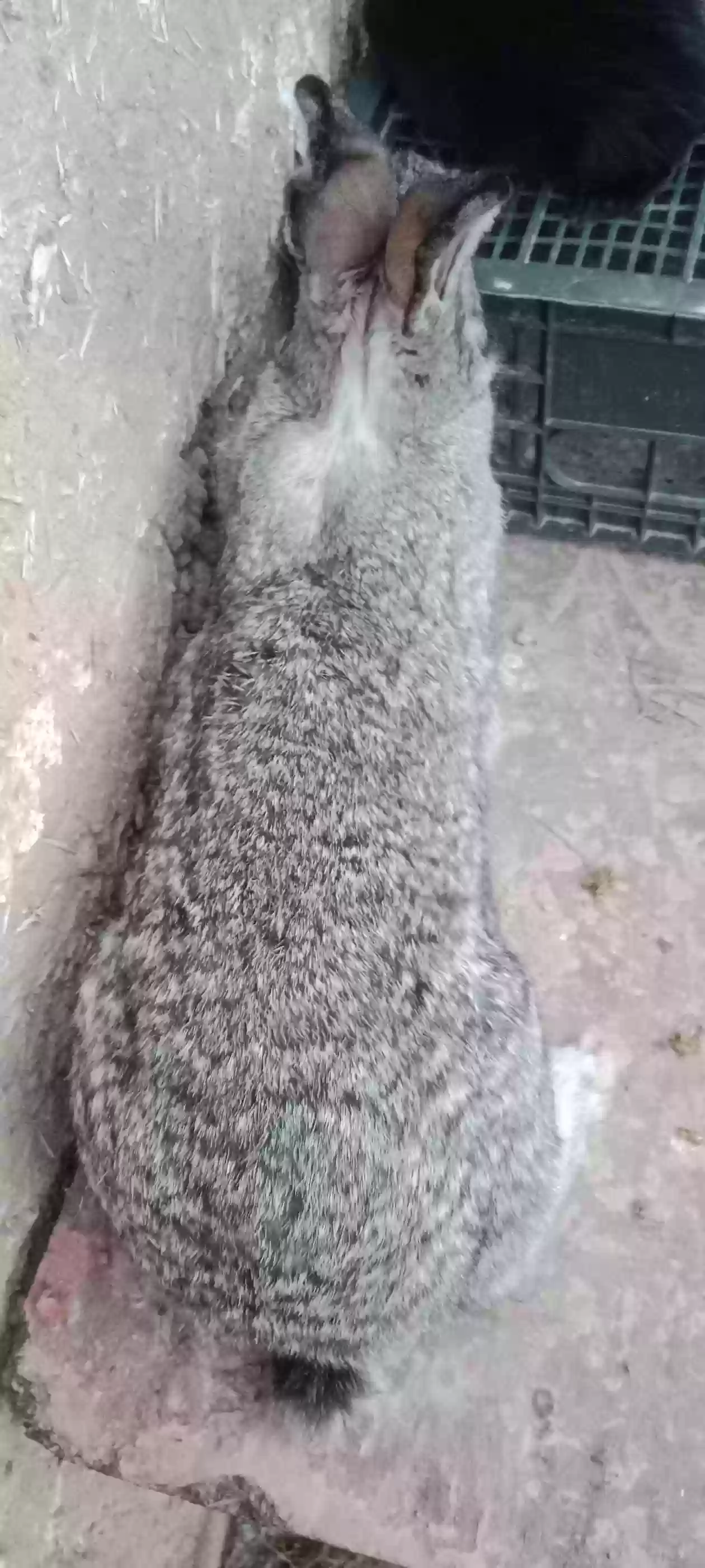 Харгуш