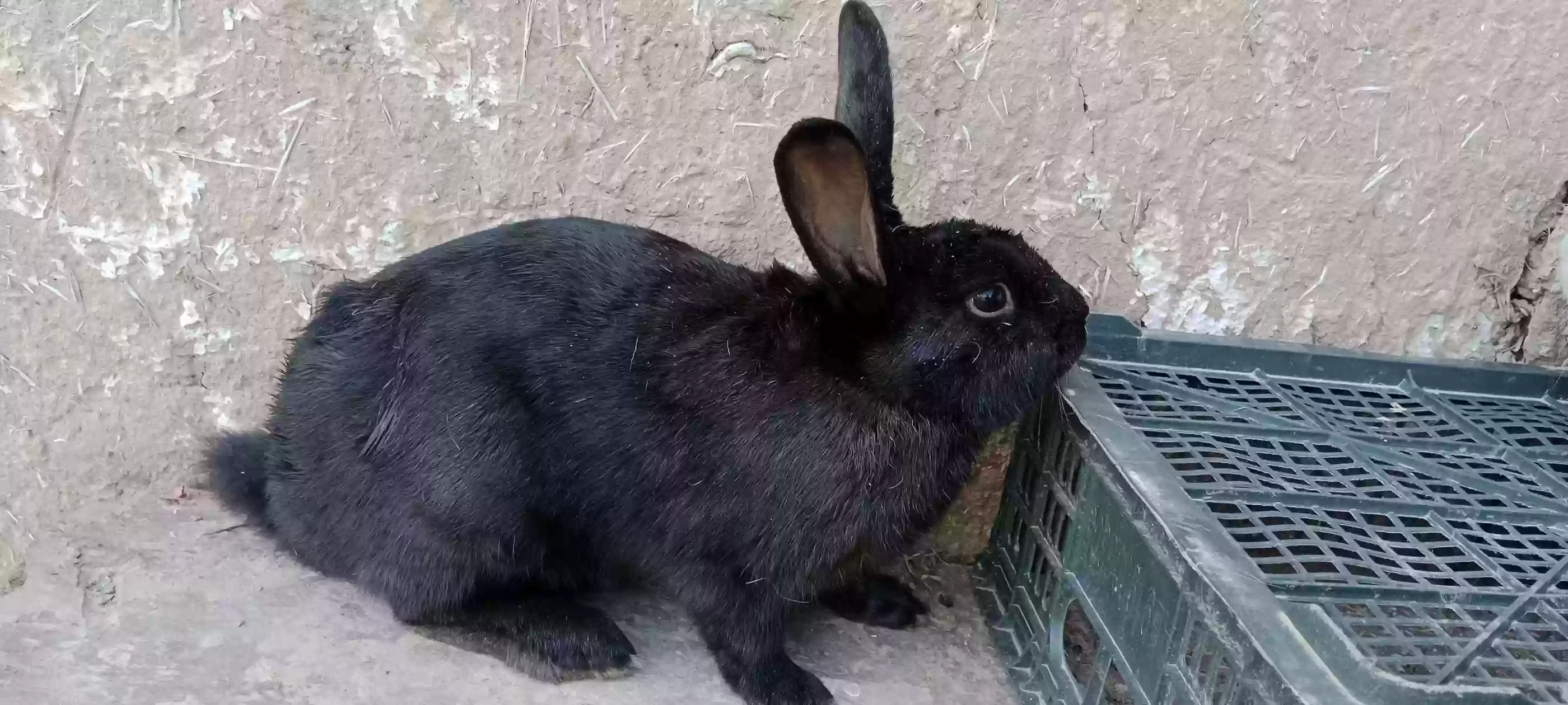 Харгуш