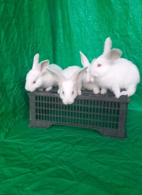 харгуши хиколь