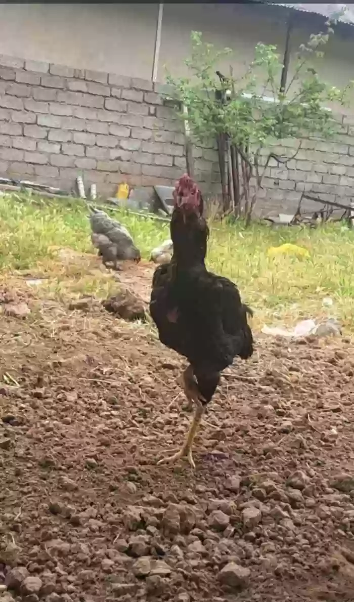 дакани фуруши