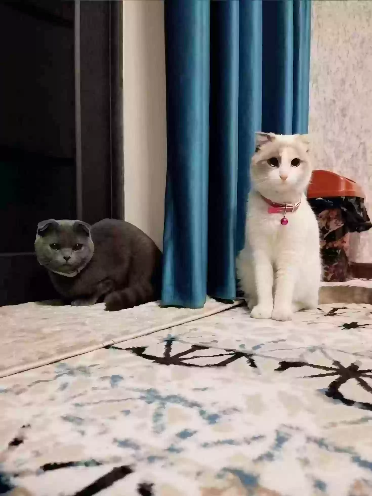 шатлански кошки