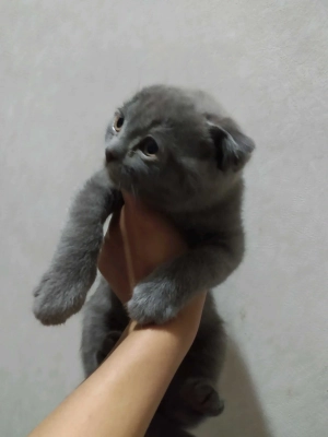 шотландские вислоухие котята 