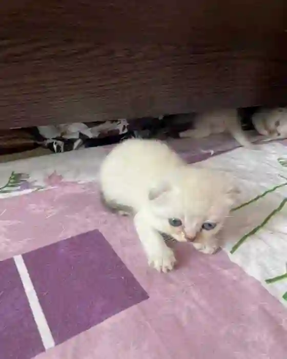 Котята