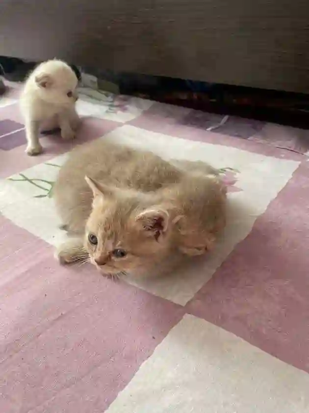 Котята