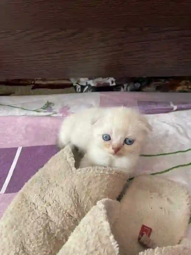 Котята