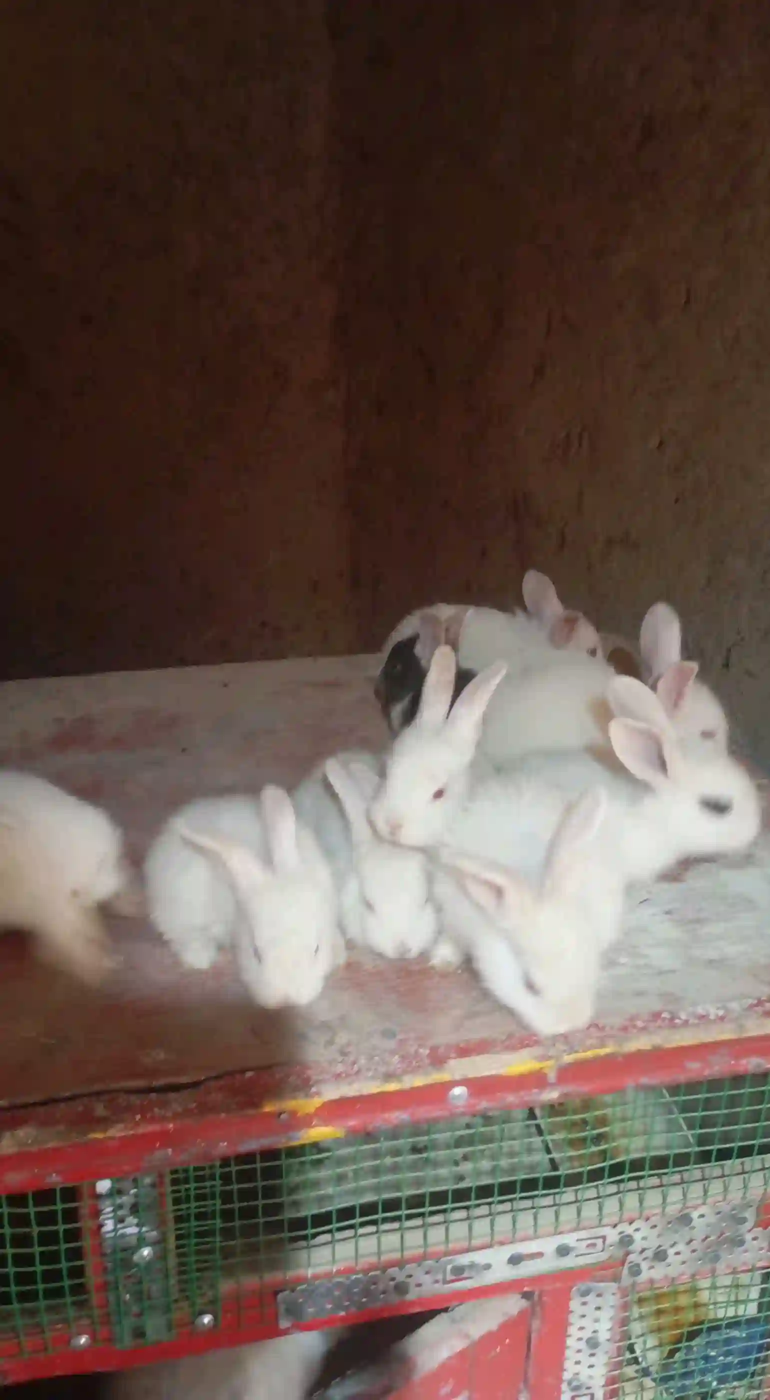 Харгуши Хикол