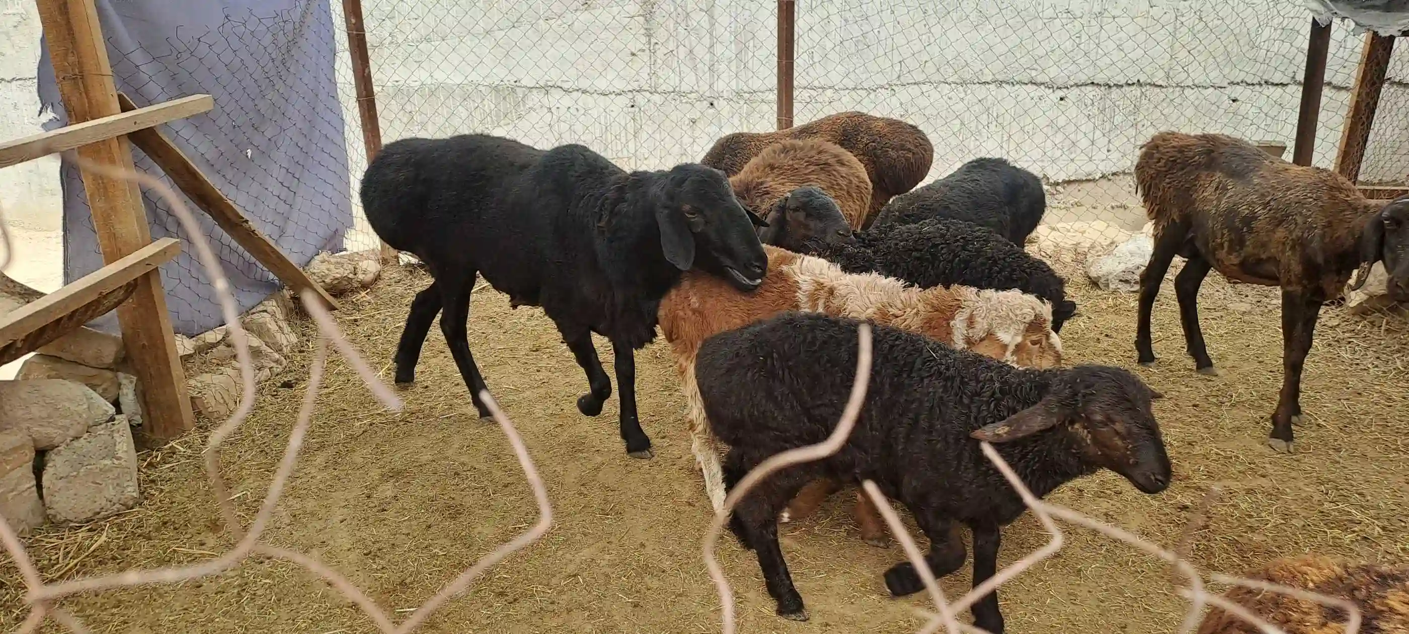 кушкор