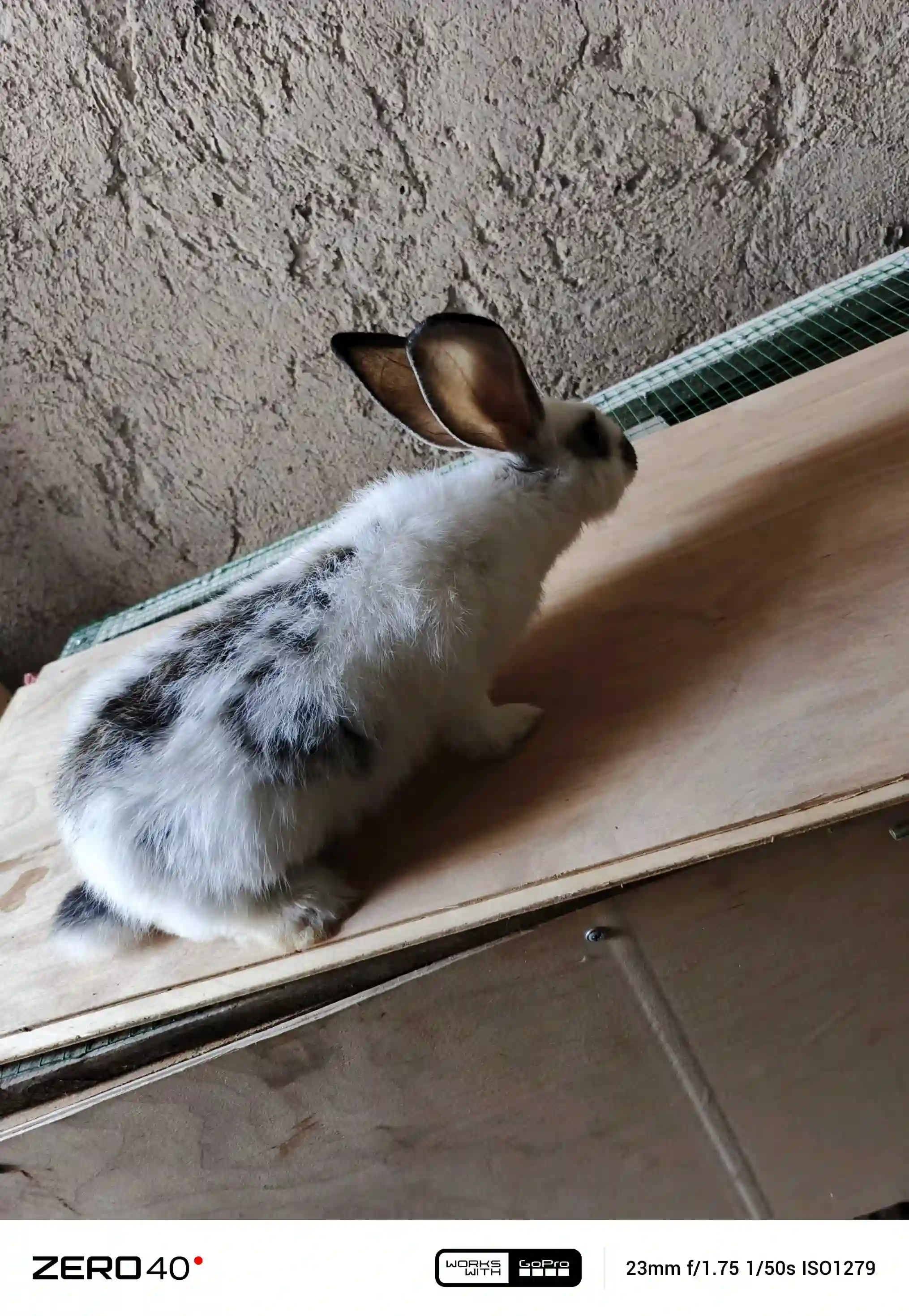 Харгуш 