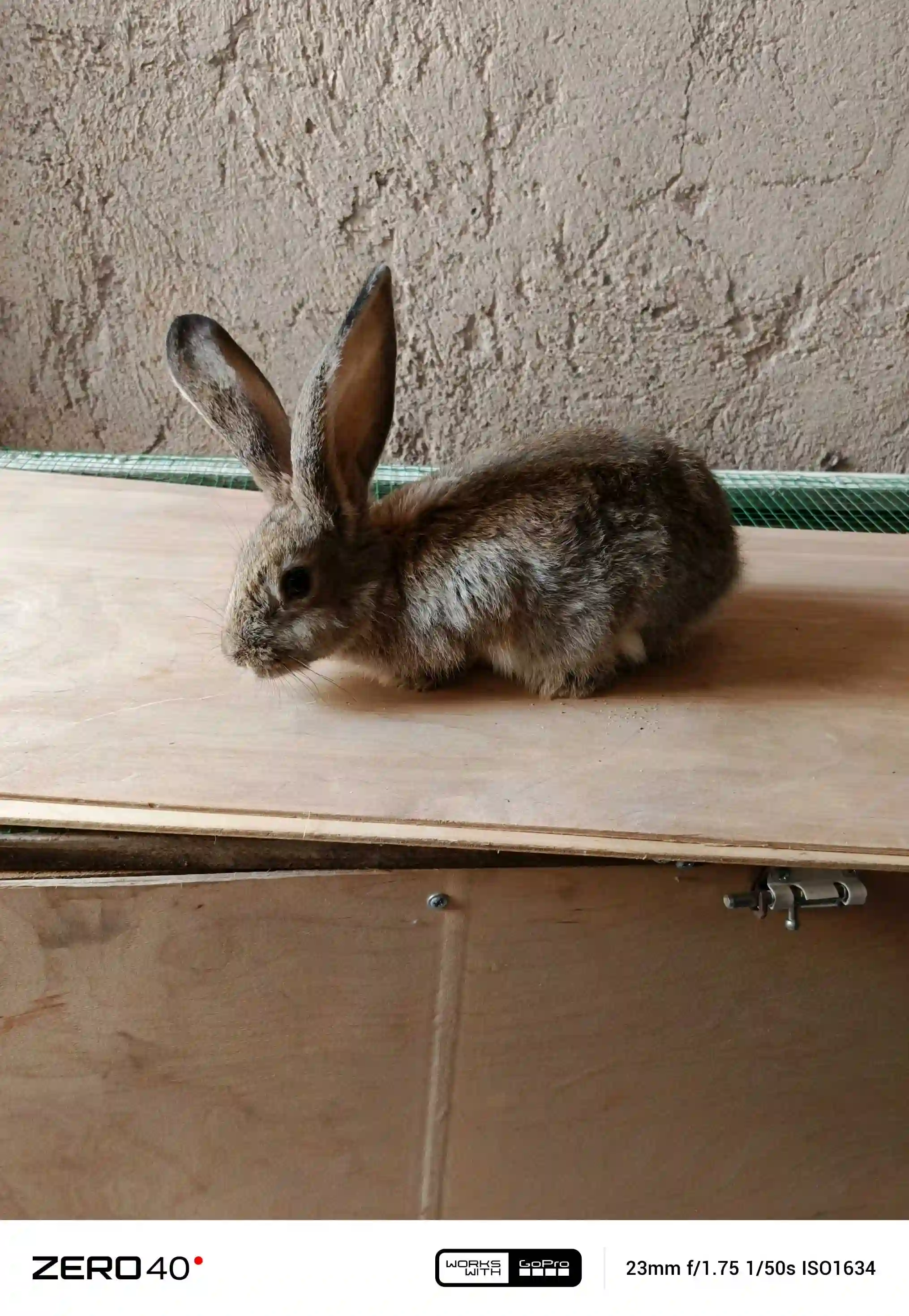 Харгуш 