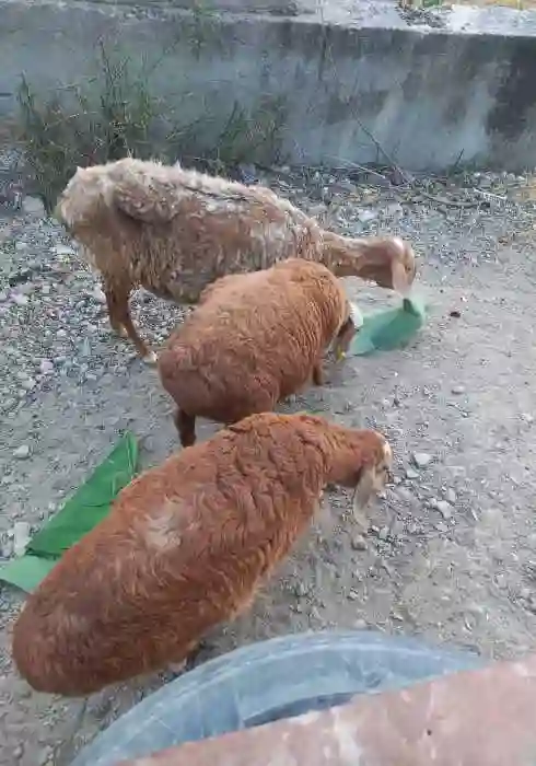 Гусфанд