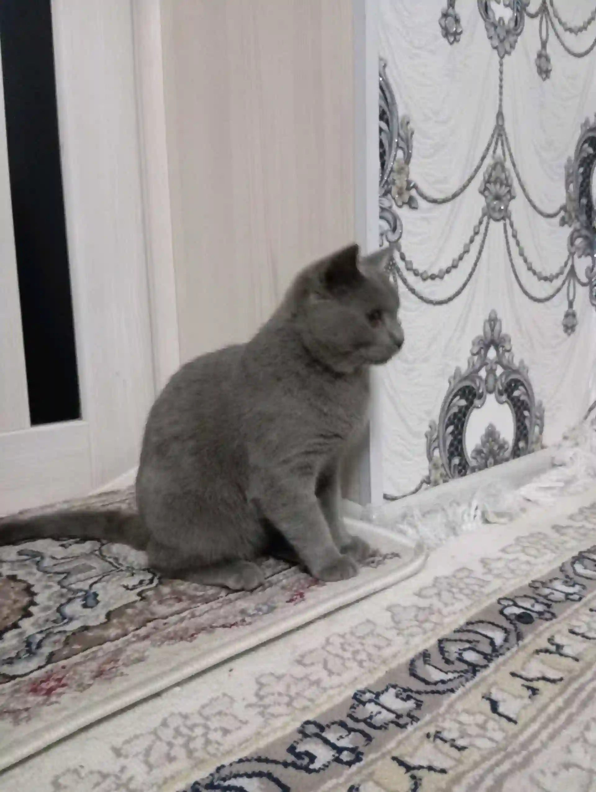 кошка шотландские