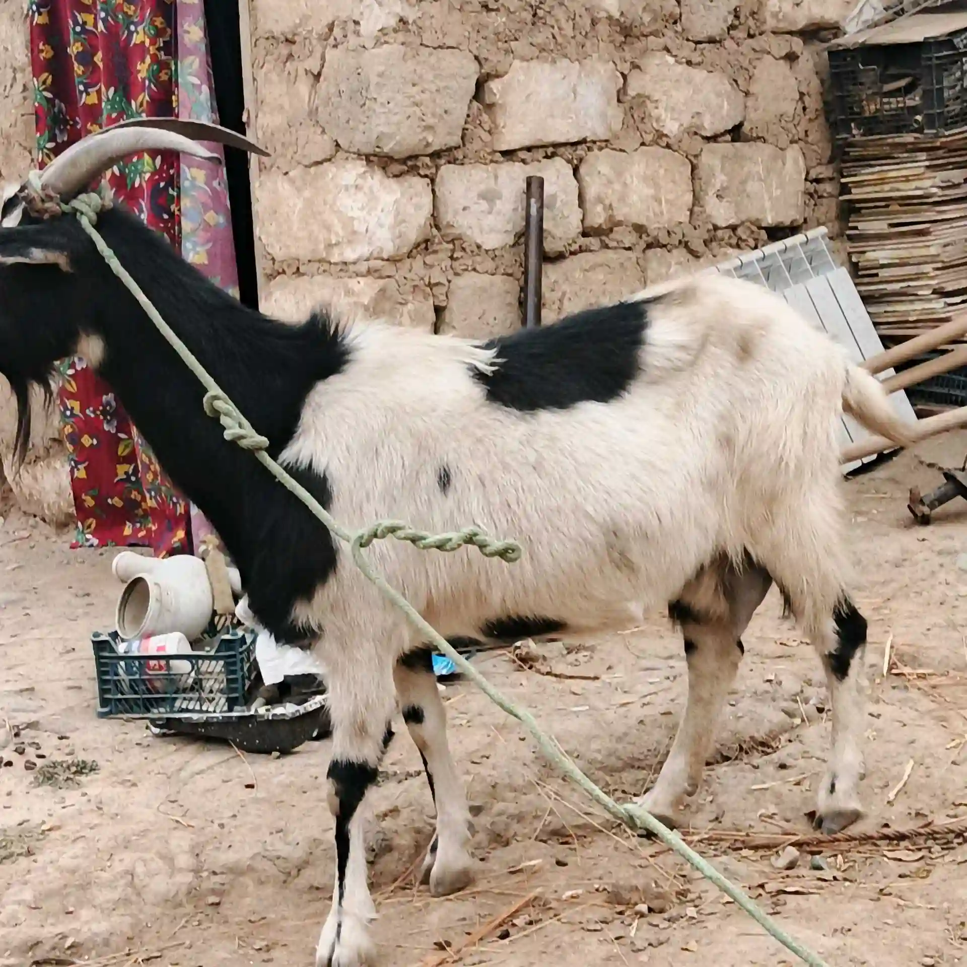 Бузи Альпийский 