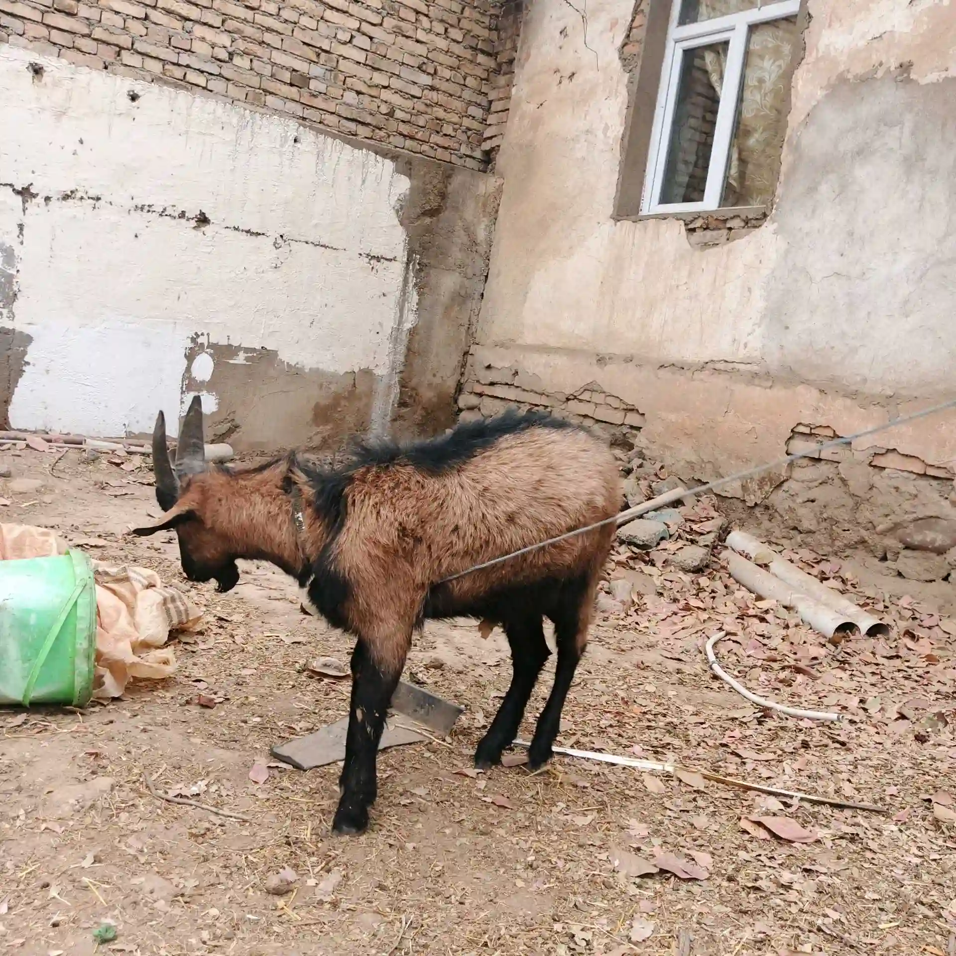 Такачаи Алпийский 