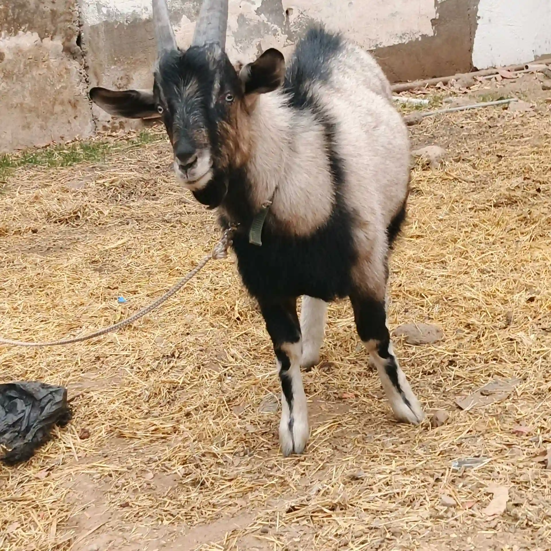 Такачаи Алпийский 