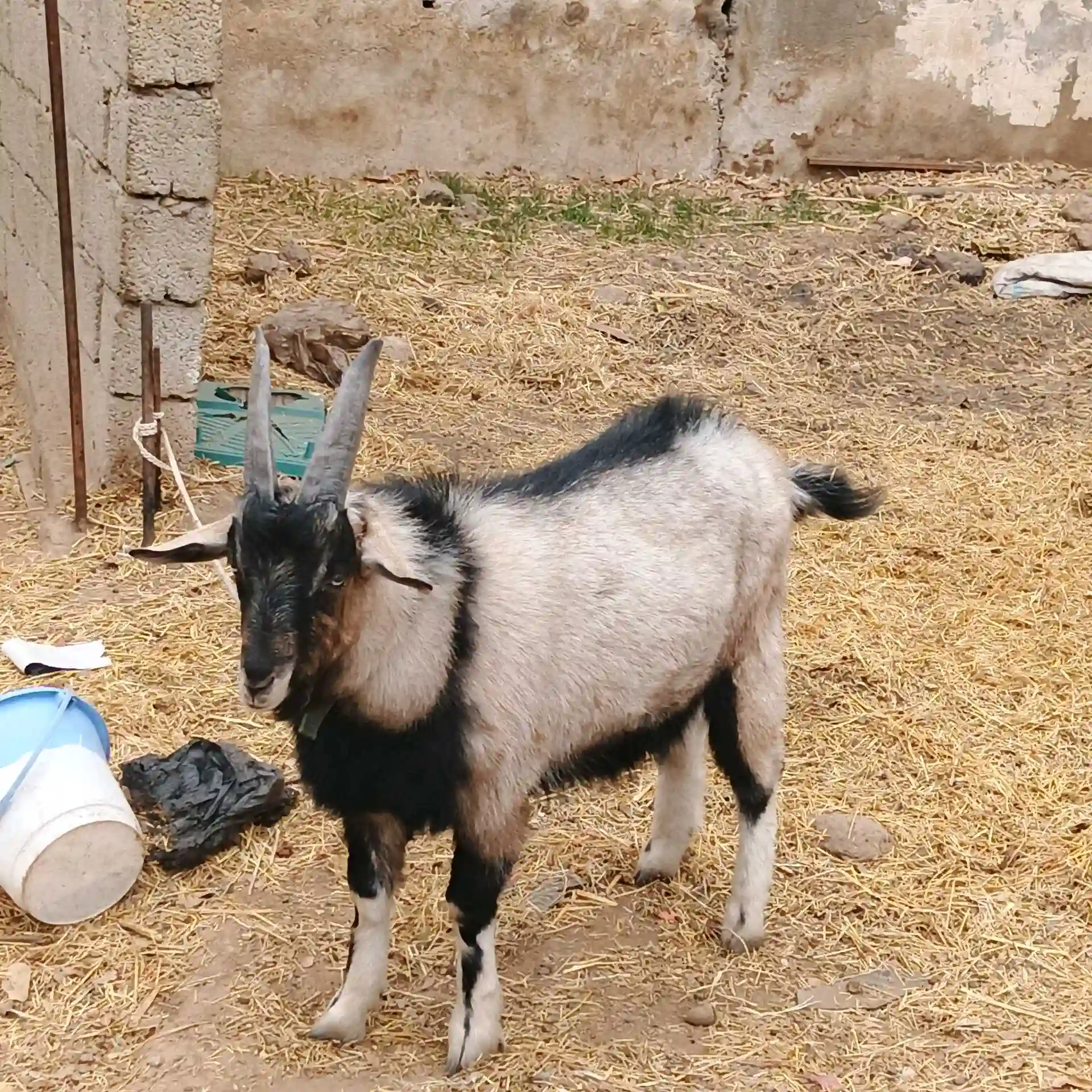 Такачаи Алпийский 
