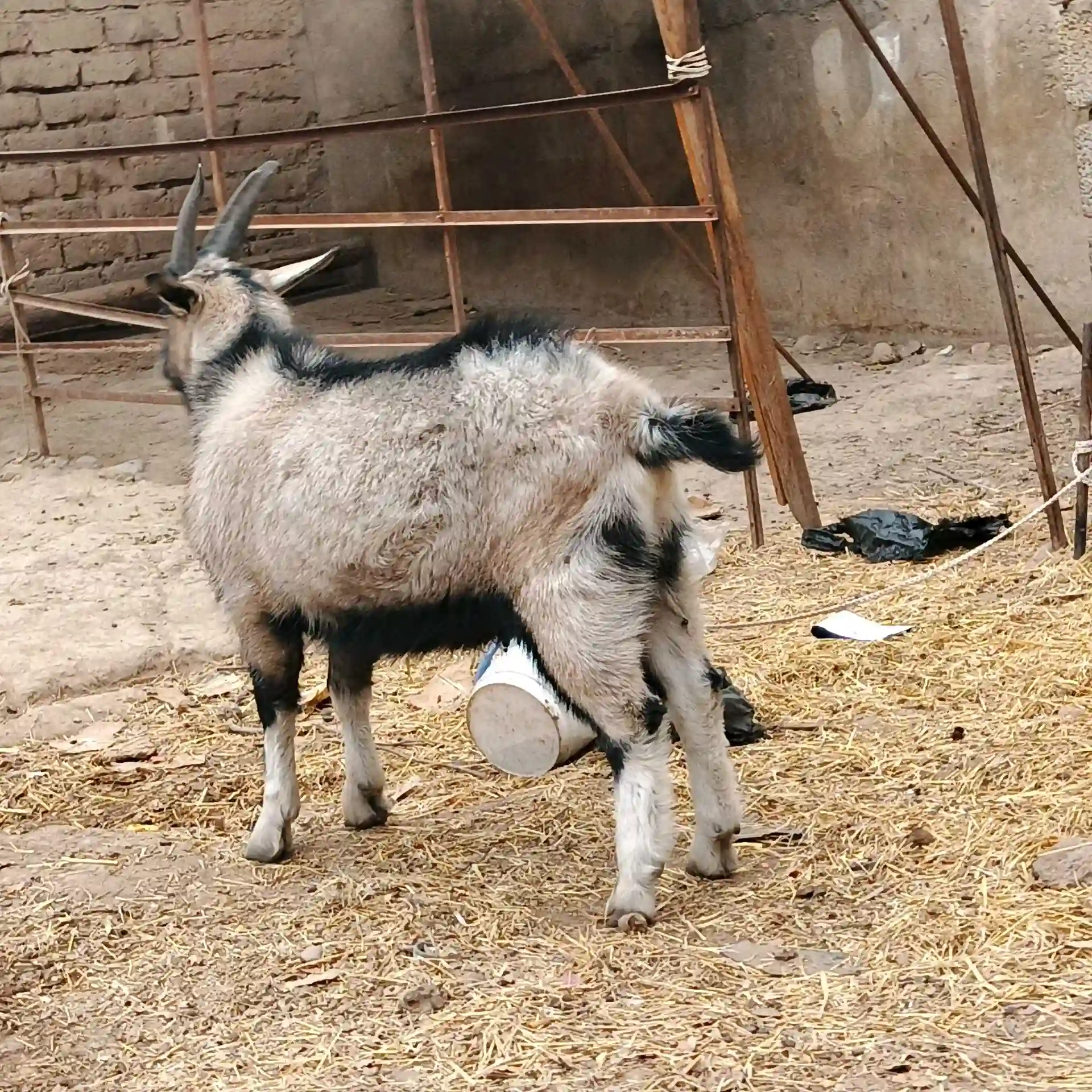 Такачаи Алпийский 