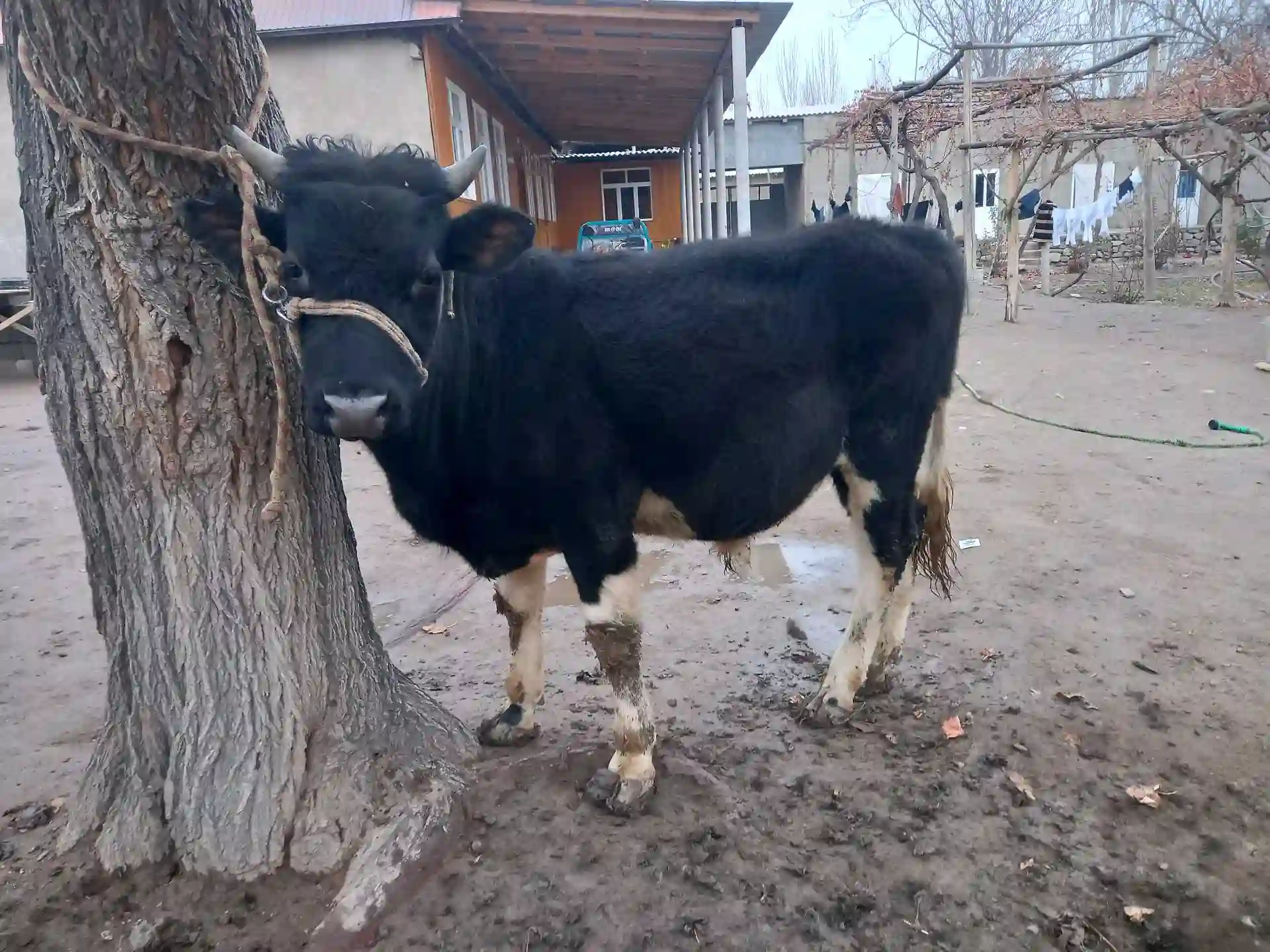 Бука