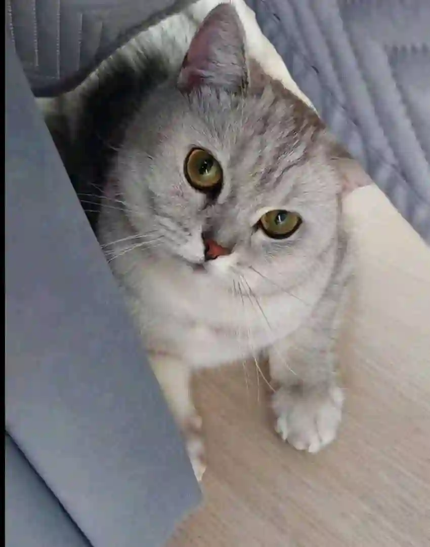 Котенок шотланский