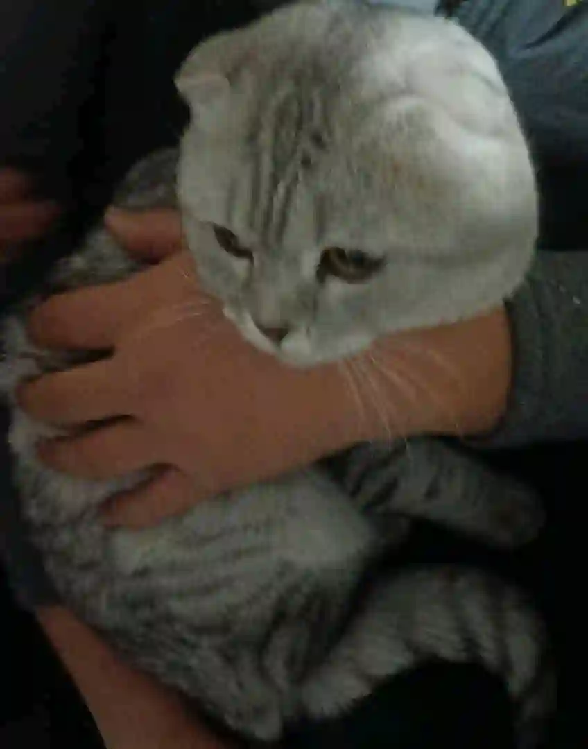 Котенок шотланский 