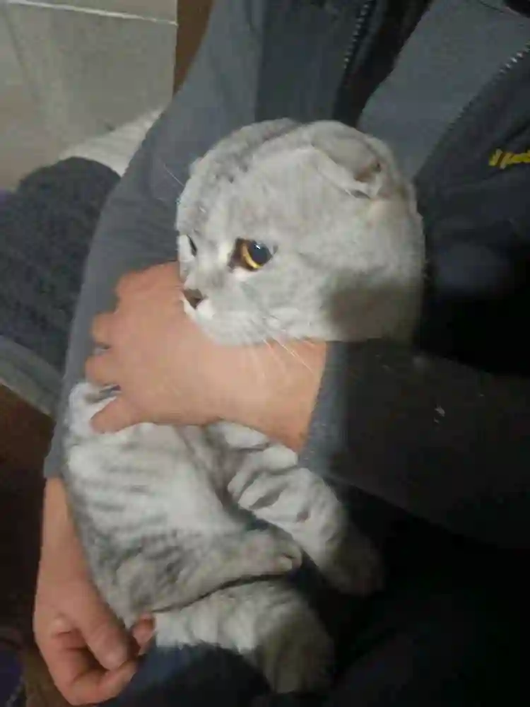 Котенок шотланский 