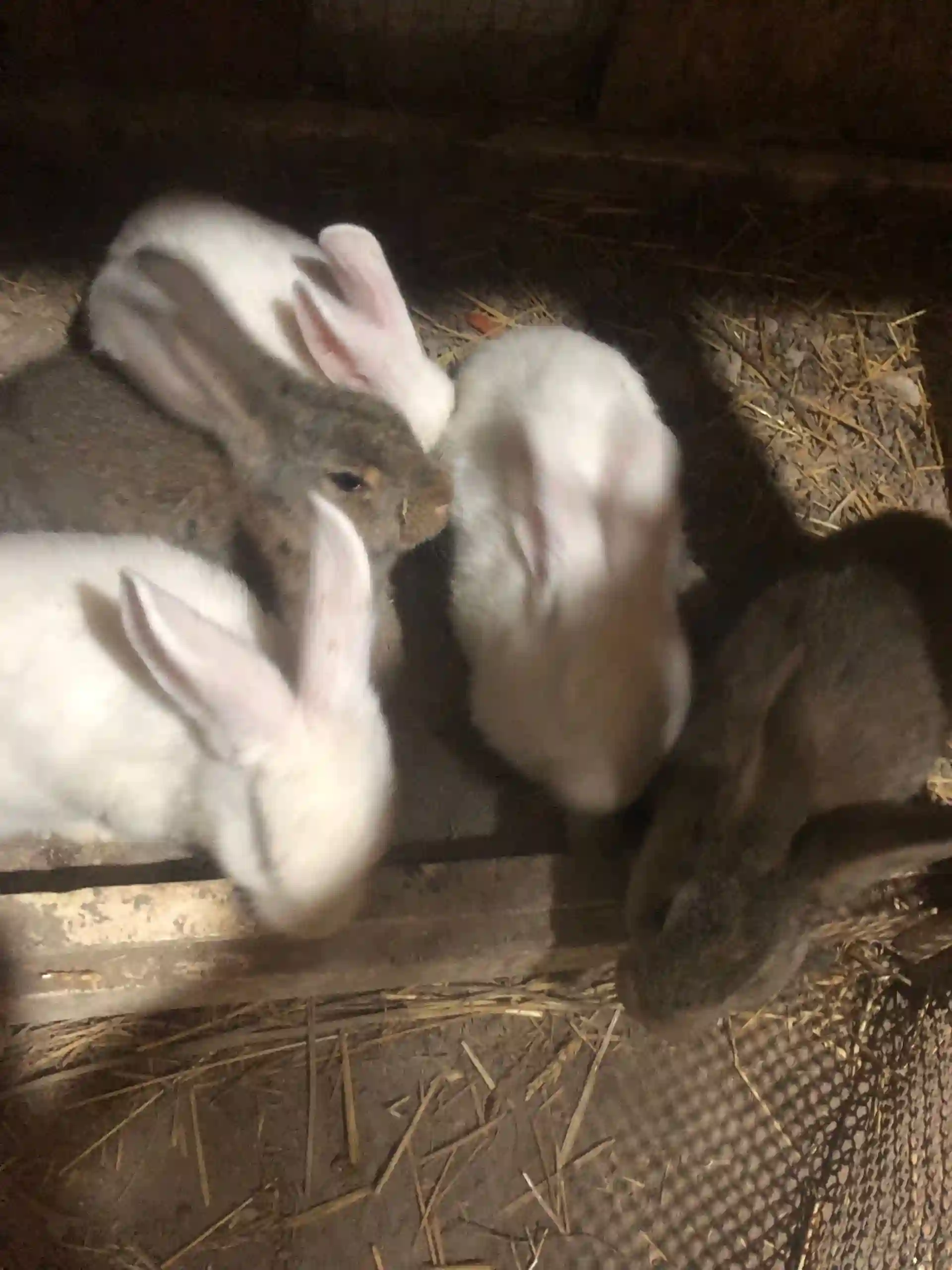 харгушчахои гибрид