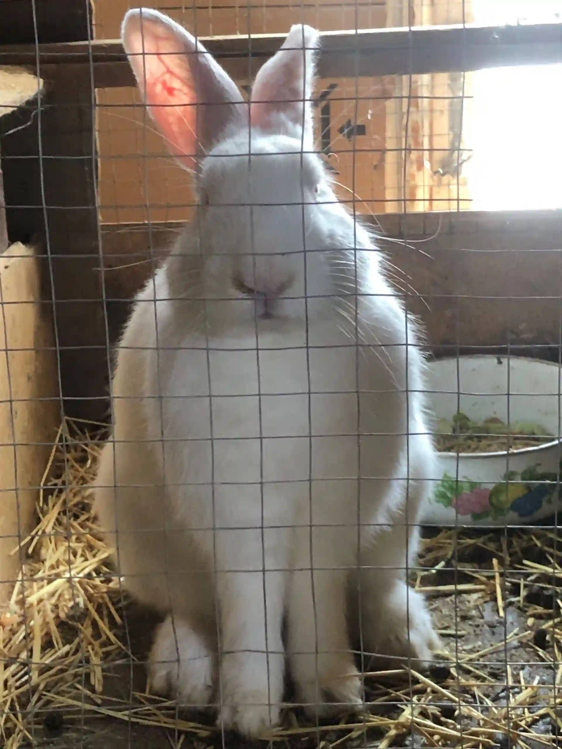 харгуши зоти