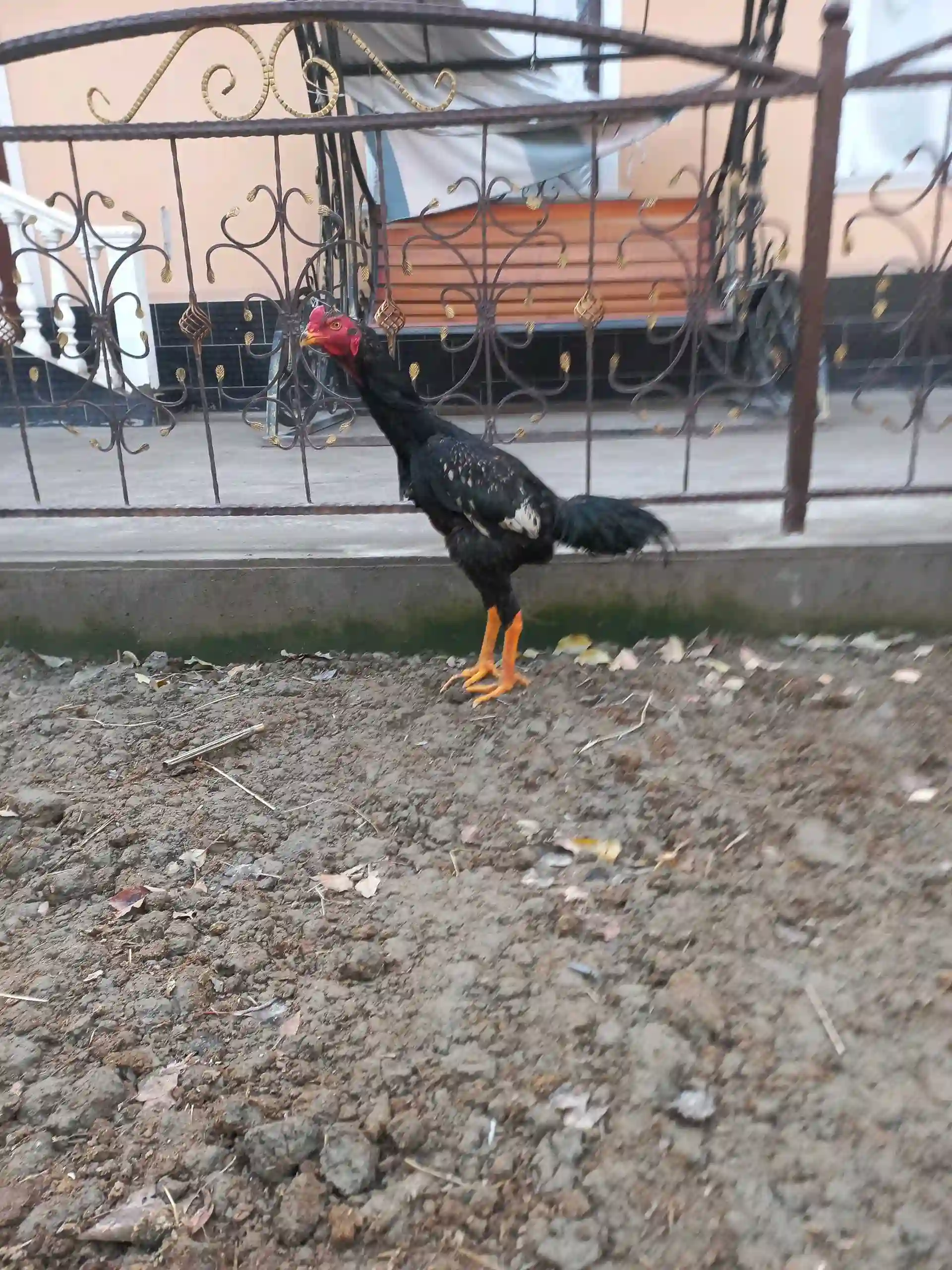 Даканг 