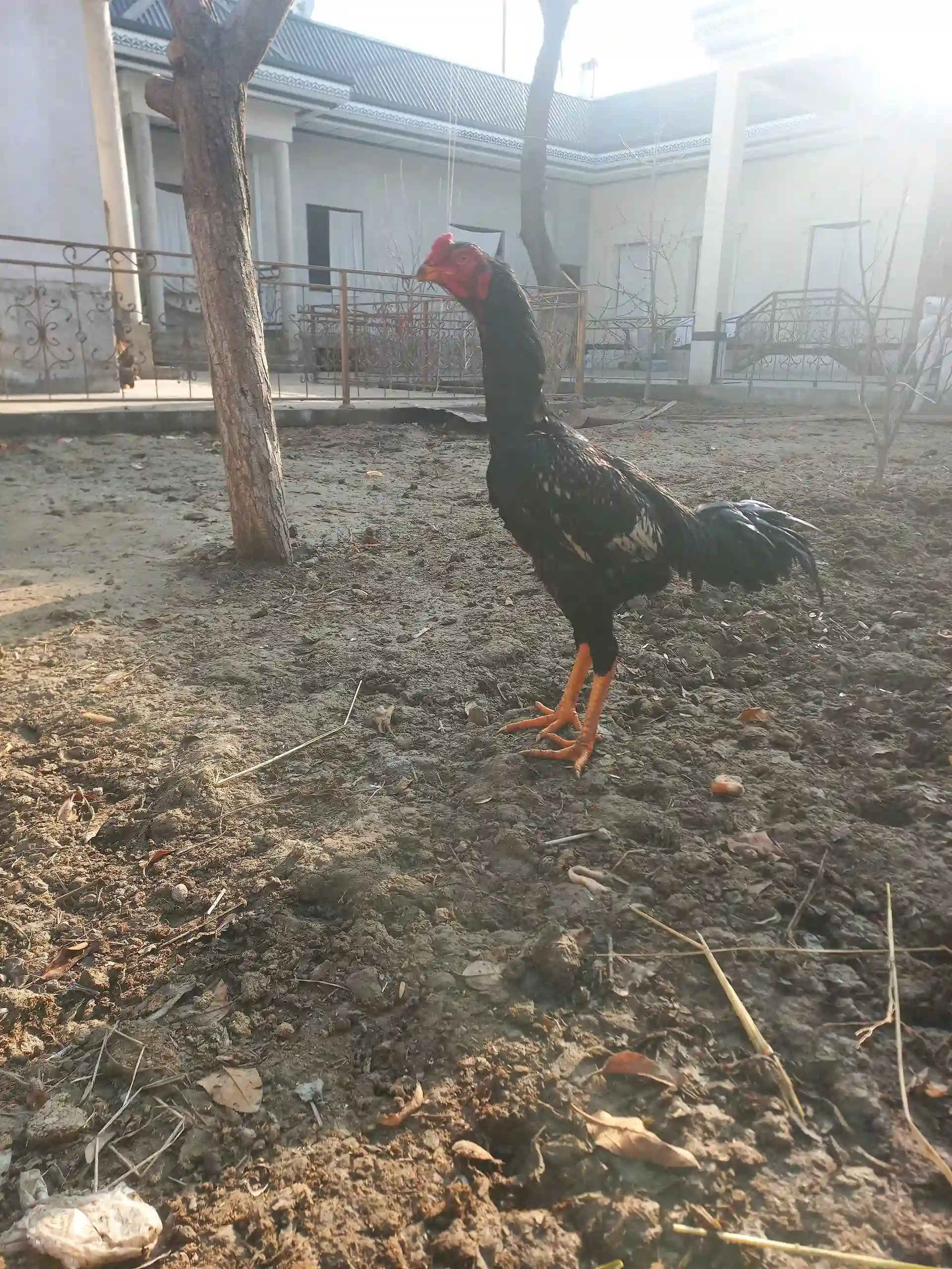 Даканг 
