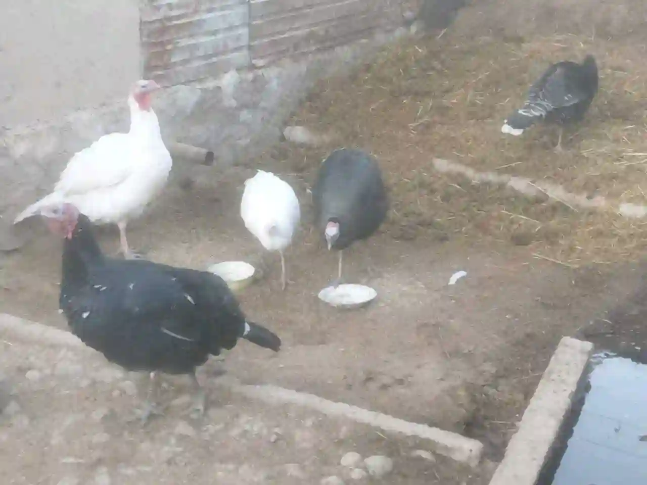 хиндук