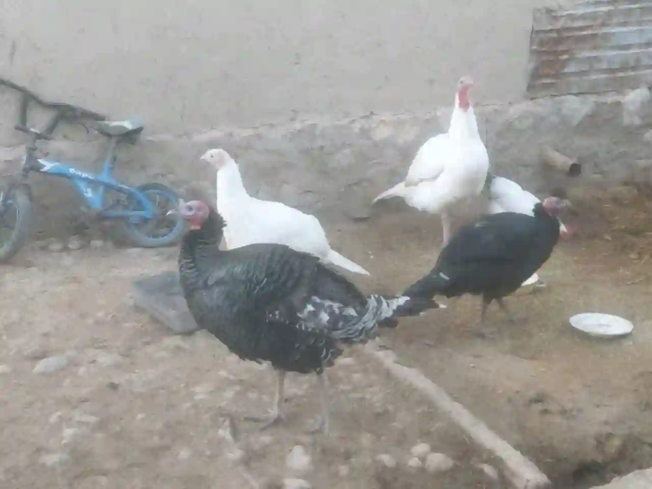 Индюк
