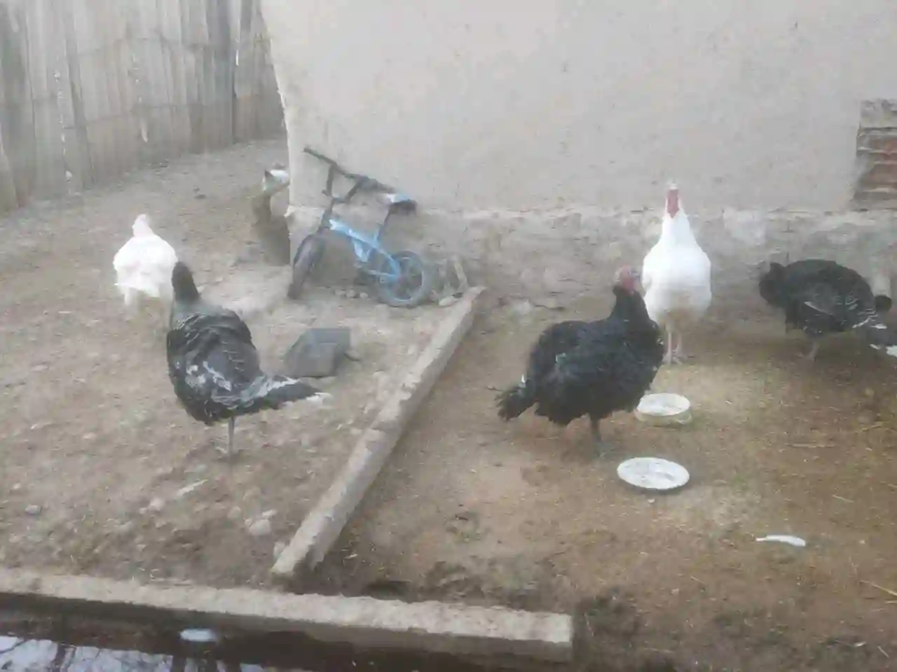Индюк