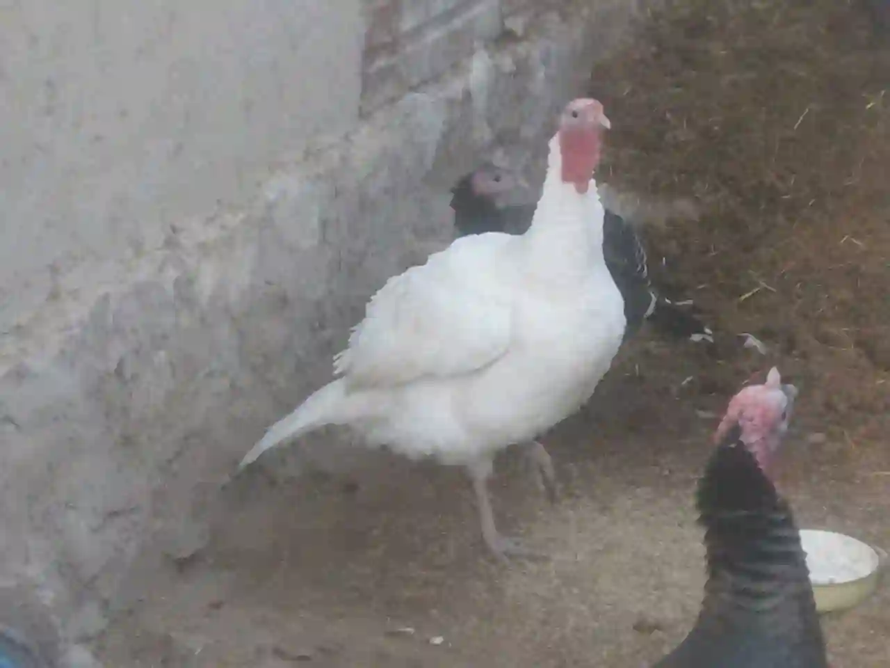 Индюк