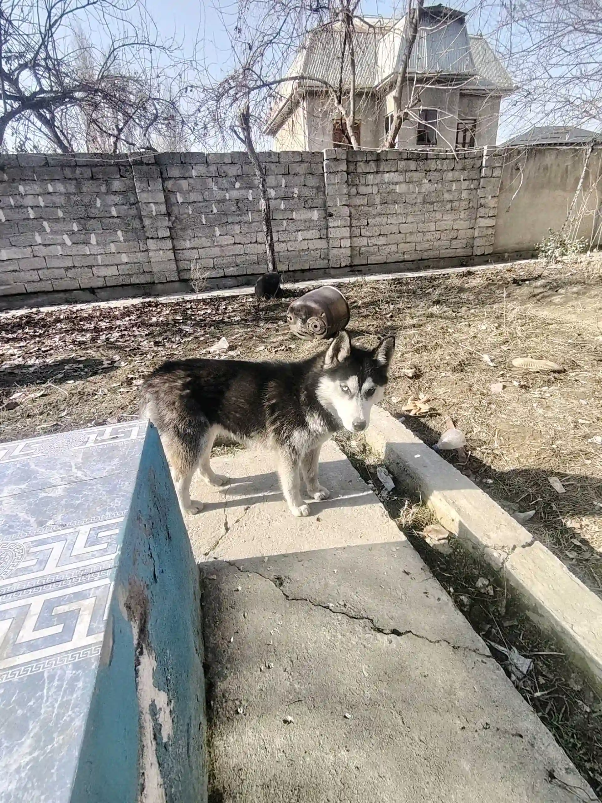Хаски 
