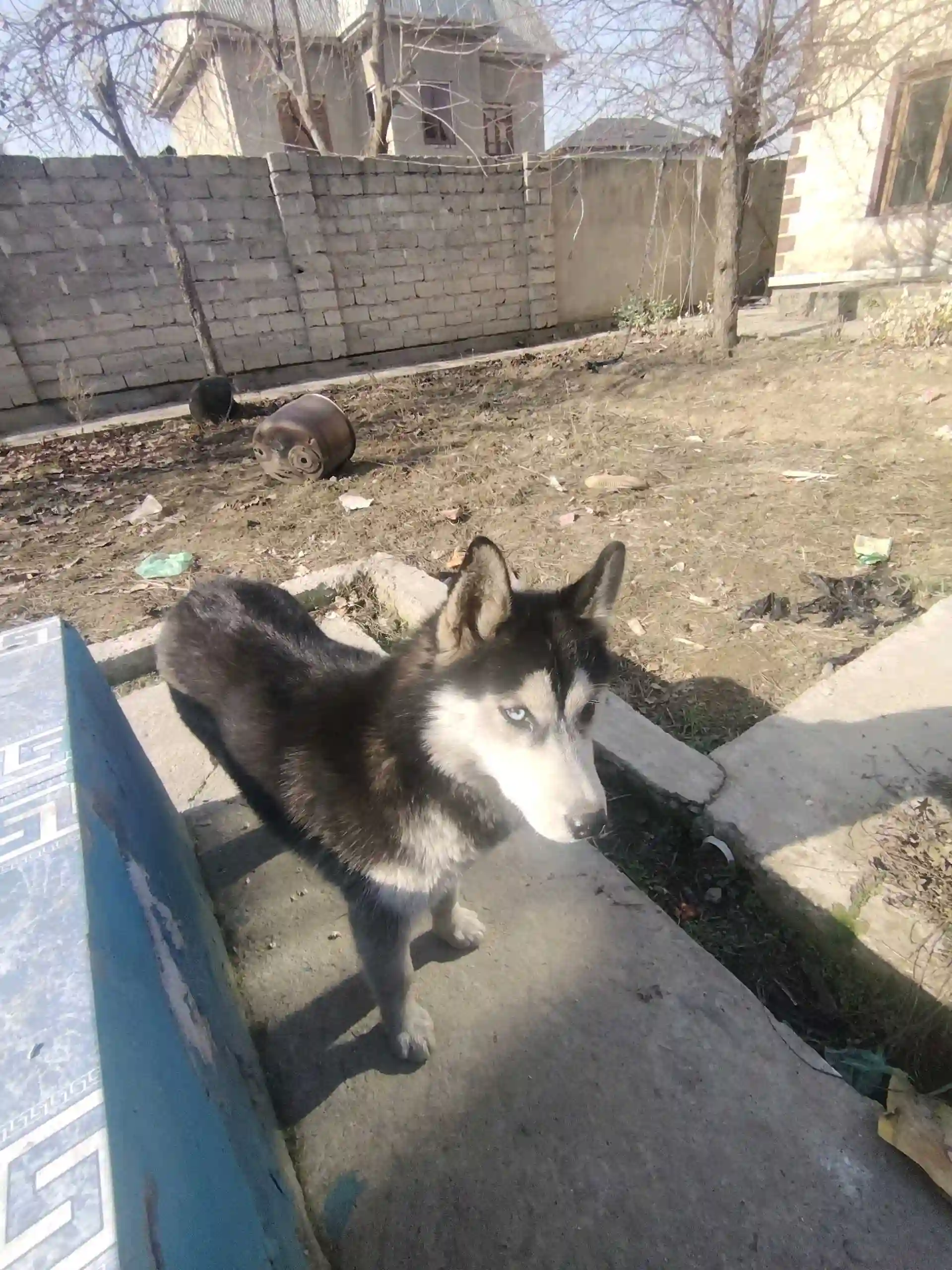 Хаски 