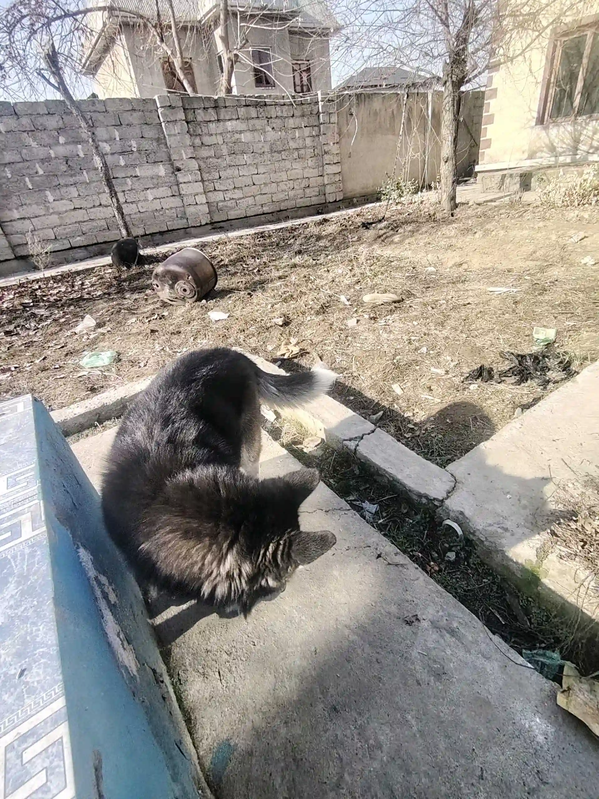 Хаски 