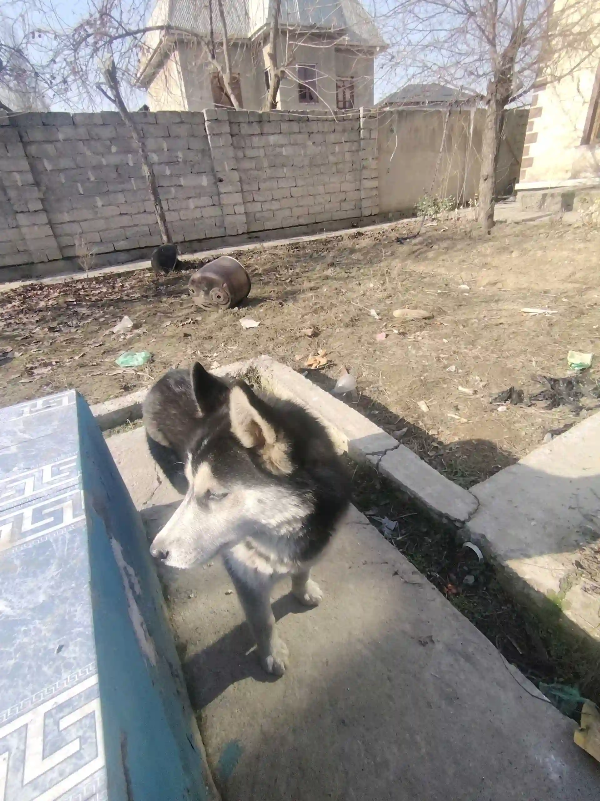 Хаски 