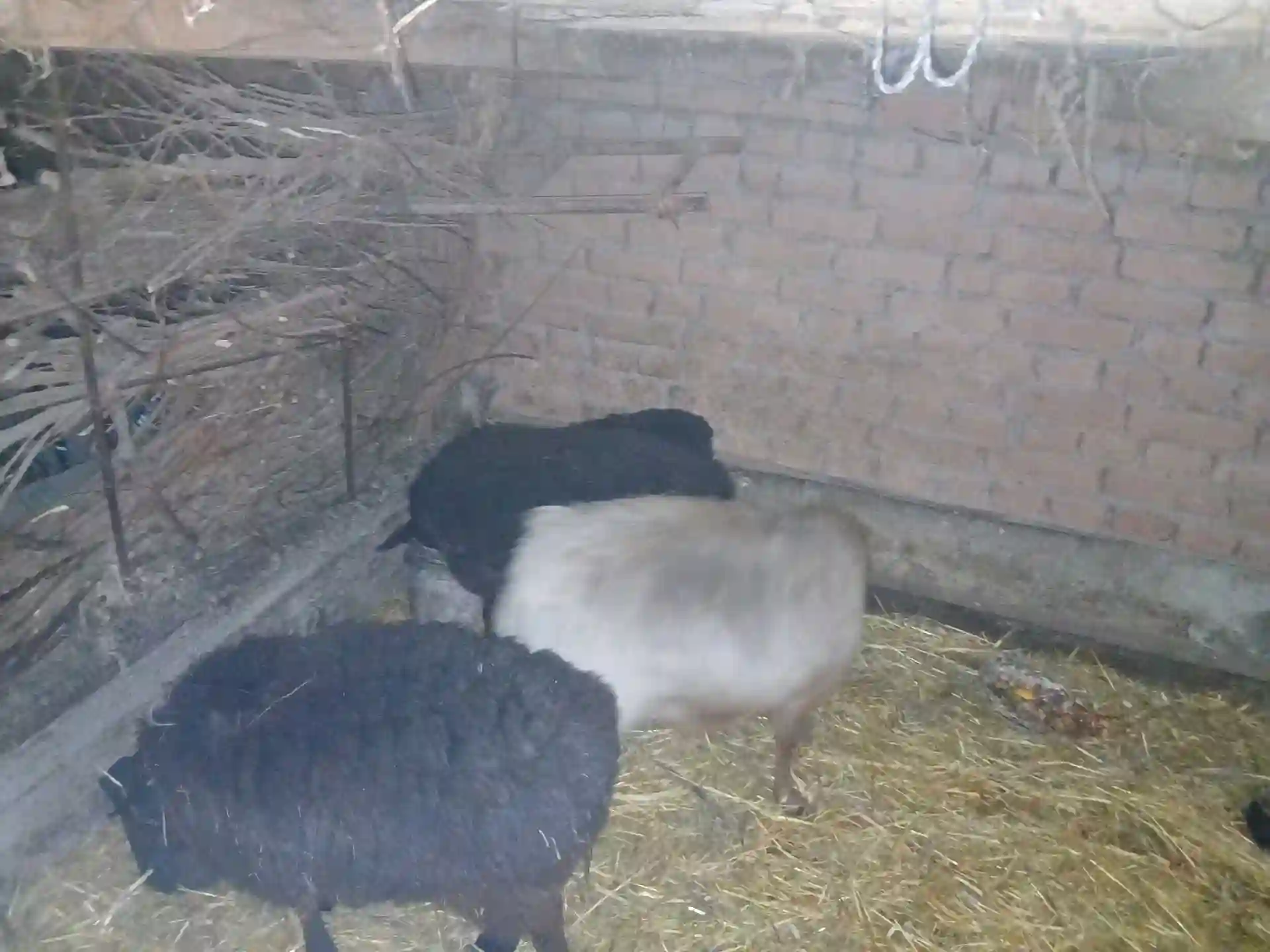 Гусфанд