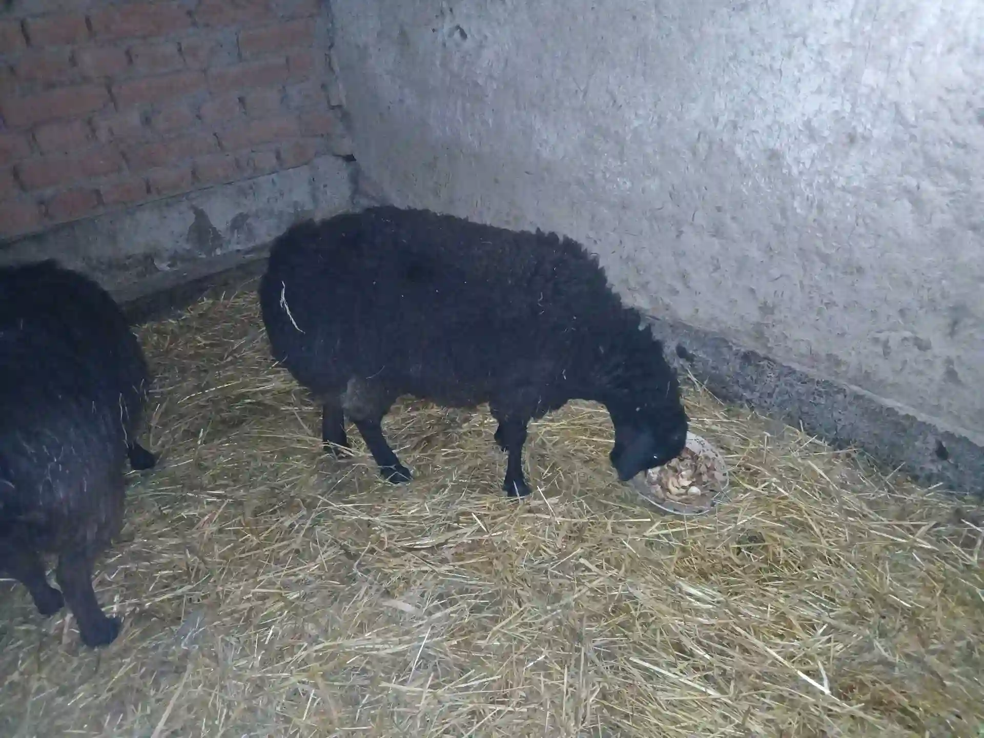 Гусфанд