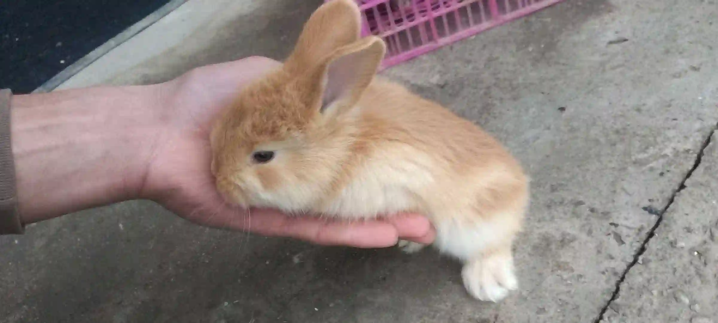 Харгушча бургунча 