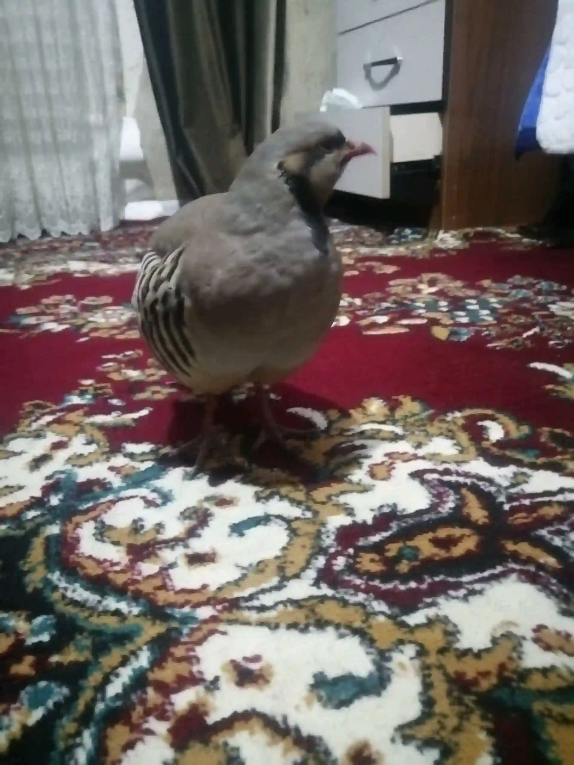 Кабк 