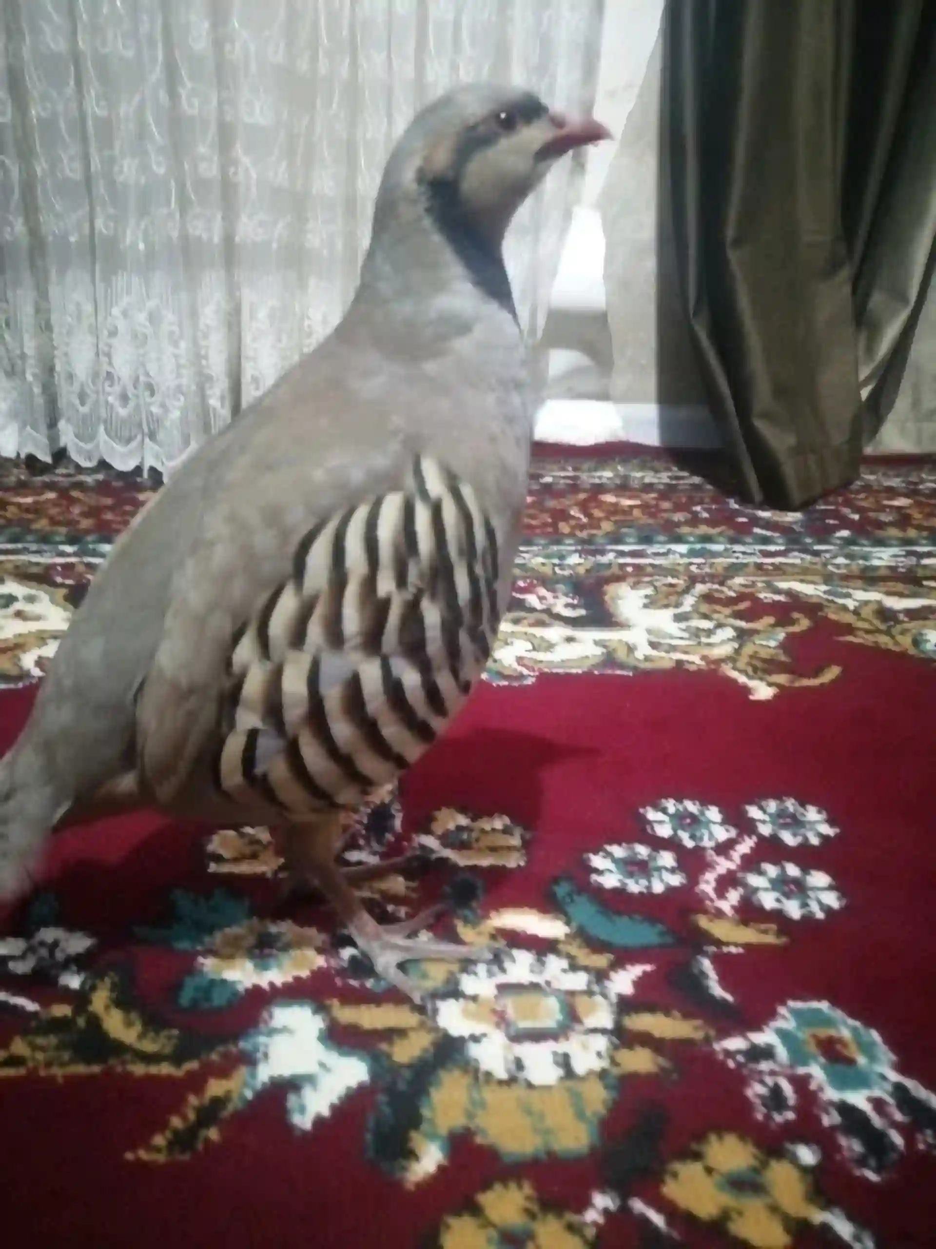 Кабк 